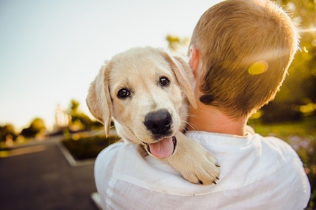 Preventing Pet Messes: How a Pet Car Seat Cover Can Save Your Ride